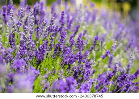 Similar – Foto Bild Blühender Lavendel in einem weißen Blumentopf auf einer Fensterbank im Sonnenlicht