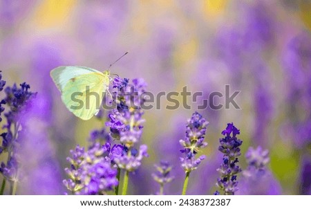 Similar – Image, Stock Photo Beautiful butterfly on lavender plant in summer time