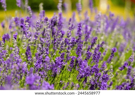 Similar – Image, Stock Photo Close-up of lavender flowers against a green background (grass)