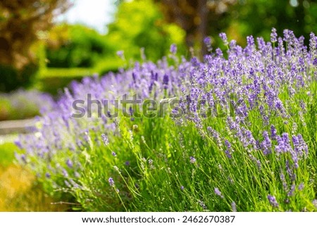 Similar – Image, Stock Photo Close-up of lavender flowers against a green background (grass)