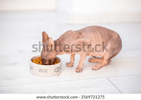 Image, Stock Photo Hairless cat sitting near crop owners