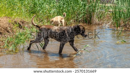 Similar – Foto Bild Niedlichen Hund auf Pier in der Nähe von Meer