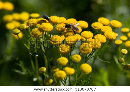 Yellow flowering Common Tansy. Tansy is a perennial, herbaceous flowering plant of the aster family. It is also known as bitter buttons, cow bitter, or golden buttons.