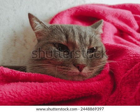 Similar – Image, Stock Photo Thoughtful gray cat looking at camera in dark