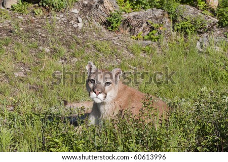 Mountain lion rests in alpine meadow surrounded by rocks.
