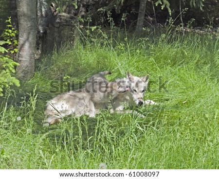 A mother grey wolf pup (canis lupus) tolerates her playful puppy\'s attention.