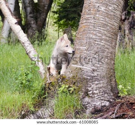 Grey wolf pup (canis lupus) stands in the crook of an aspen tree in the forest.