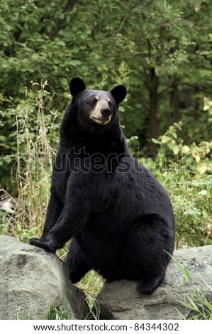 Adult female black bear (Ursus Amricanus) strikes a comic pose while sitting on two boulders in the forest.