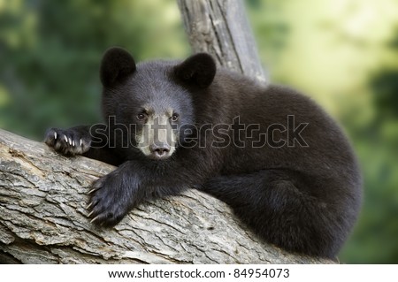 Bear Claws.  The claws on this young black bear (Ursus Americanus) cub\'s front paws are clearly visible as she relaxes on a sturdy tree limb.