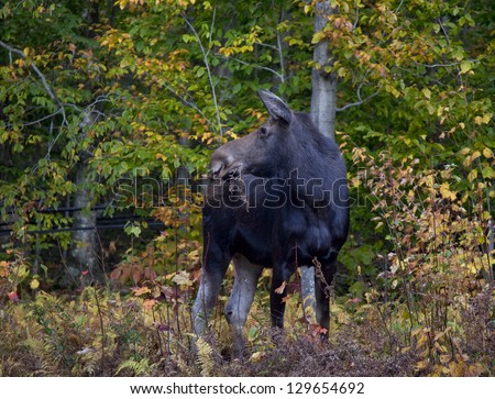A moose calf from the front, head turned sideways, in the White Mountains of New Hampshire.