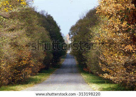 Fine autumn landscape. The road with the turned yellow trees on each side. Leaves fall down from trees and are turned in air