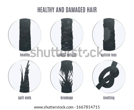 Damaged hair surface under microscope. Hair follicle structure condition closeup vector set. Problem of split ends, breakage, knotting, raised cuticle and loss of cuticle. Trichology medical concept. 