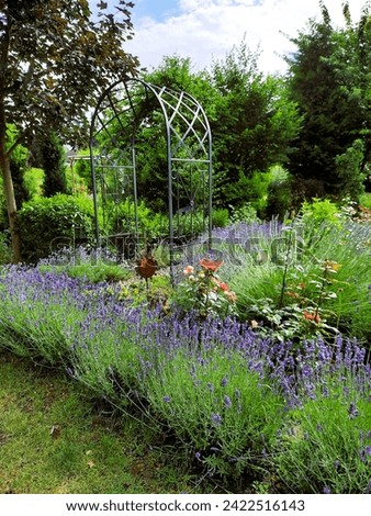 Similar – Image, Stock Photo #A# Lavender in garden II