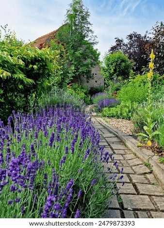 Similar – Image, Stock Photo #A# Lavender in garden II