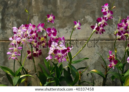 A set of light and dark purple orchids in front of gray wall
