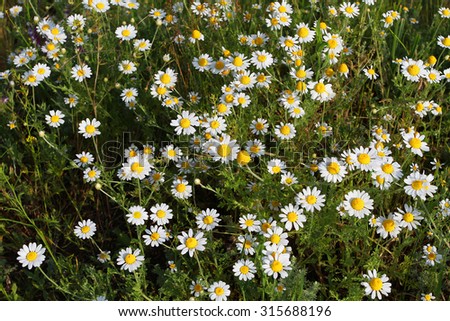 Field overgrown with daisies. Many daisies