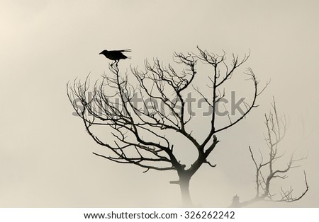 Silhouette bird crow on a dry tree without leaves. Sepia