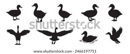 A set of black silhouettes isolated of ducks. Ducks vector illustration. Ducks art work.