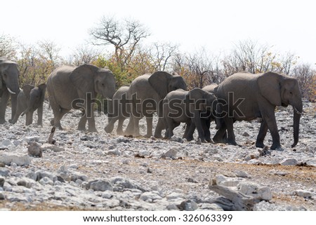 Group of elephants, all ages, on the walk to waterhole. Seen during safari tour at Namibia, Africa.
