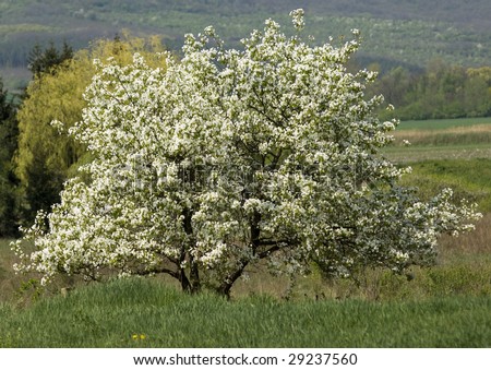 Flowering mulberry tree - the Latin name is Morus Nigra - on its natural background