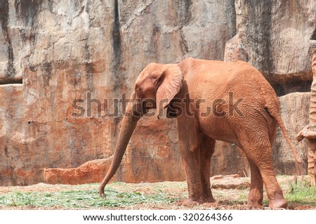 baby elephant standing between the big legs of her mother