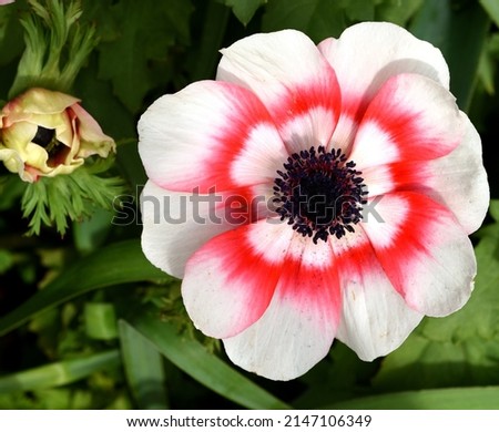 Closeup of a red and white bloom of Anemone Coronaria. Imagine de stoc © 