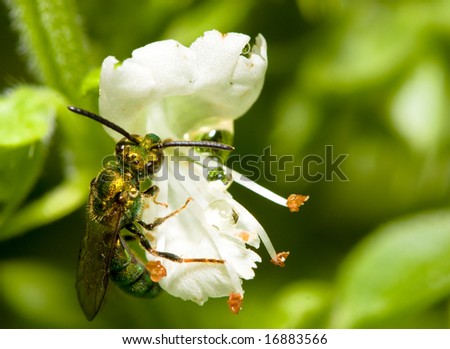 Green bee on a white mint flower