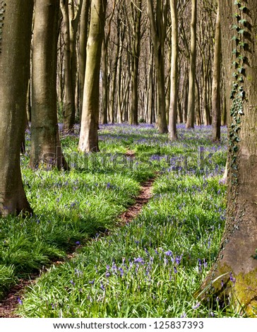 Bluebells in spring with woodland trail through the trees