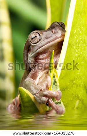 Small frog on a plant in water