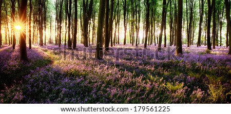 Similar – Image, Stock Photo Fern leaves in woods on sunny day