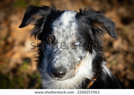 Foto Bild Zwei Gauner Haustier Hund