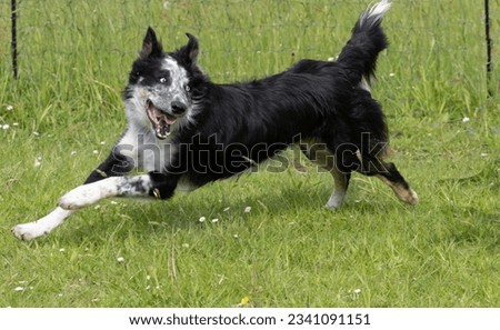 Similar – Foto Bild Zwei Gauner Haustier Hund