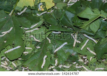 Translucent to white worms against the green of the leaves.