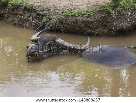 As seen in Vietnam\'s Mekong Delta: a hairy dark-brown water buffalo is almost completely submerged in the muddy water of a canal.