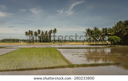 THANJAVUR, INDIA: Several rice paddies with men at work. One is freshly planted the others are submerged in water. Palm trees on the horizon.