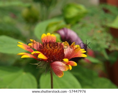 Indian Blanket Flower in Bloom