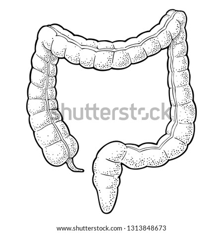 Human anatomy large intestine. Vector black vintage engraving illustration isolated on a white background. Hand drawn design element for label, poster, web, poster, info graphic.