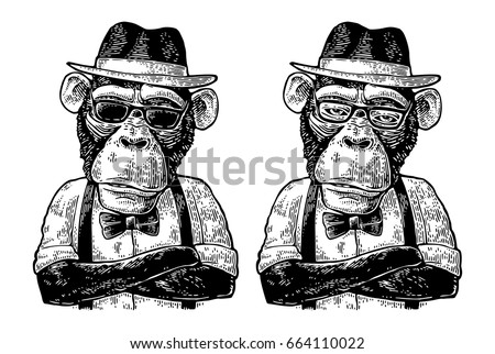 Monkey hipster with paws crossed dressed in human hat, shirt, sunglasses and bow tie. Vintage black engraving illustration for poster. Isolated on white background