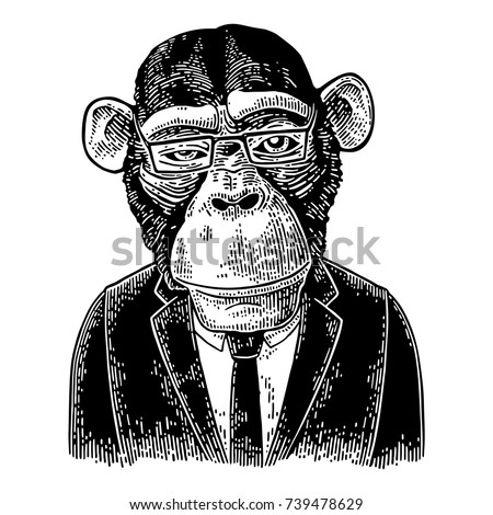 Monkey businessman dressed in human suit, tie and rectangular glasses. Vintage black engraving illustration for poster. Isolated on white background