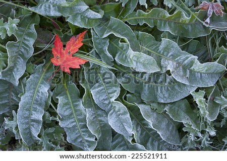 A single red maple leaf on frosted ground cover.