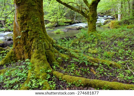 Large hardwood trees,ferns and plant life thrive alongside a stream in the Smokey Mountain N.P. in Tennessee.