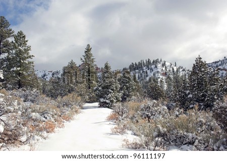 A snow covered path leads through a clearing in a western pine forest.