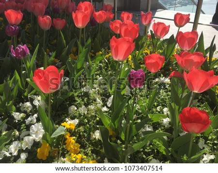 Tulips at the Pierre Loti Hill, Istanbul, Turkey Stok fotoğraf © 