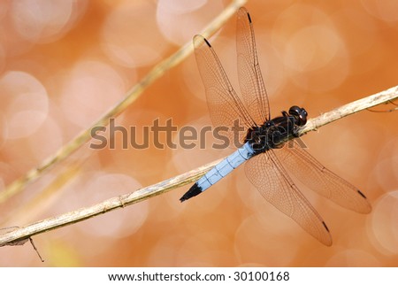 A resting male Orthetrum triangular above brown paddy field