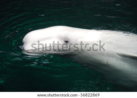 A beluga swimming on the water surface at Vancouver Aquarium, Vancouver, British Columbia, Canada