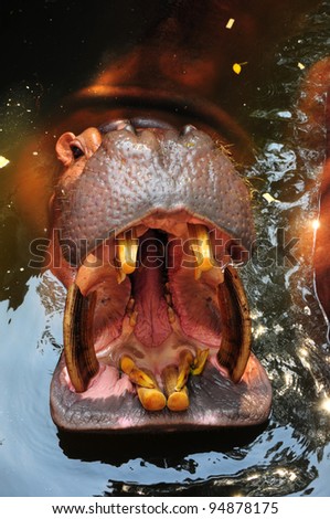 hippo open the mouth
