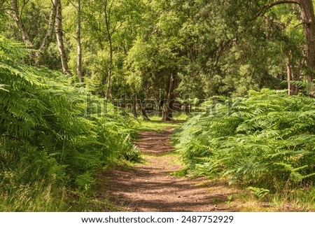 Similar – Image, Stock Photo Some sunlight falls into an archway and illuminates the headscarf and robe of a statue of the Holy Mary Mother of God in front of a pale blue sky and shadowy branches in the background