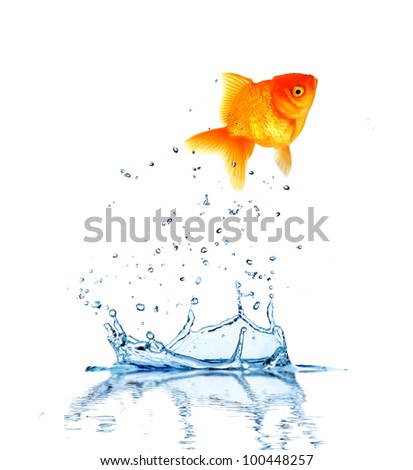 Jumping Fish Out Of Water, Concept Of Challenge. Isolated On White ...