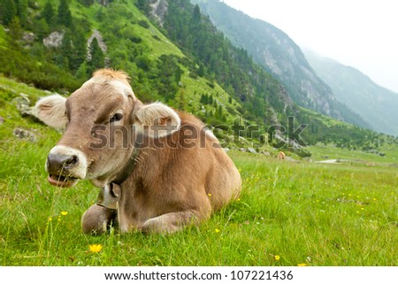 Cow relaxing in alpine meadow