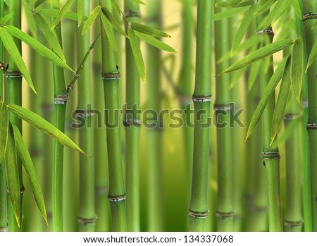 Bamboo Sprouts